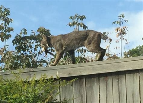 bobcat little rock ar